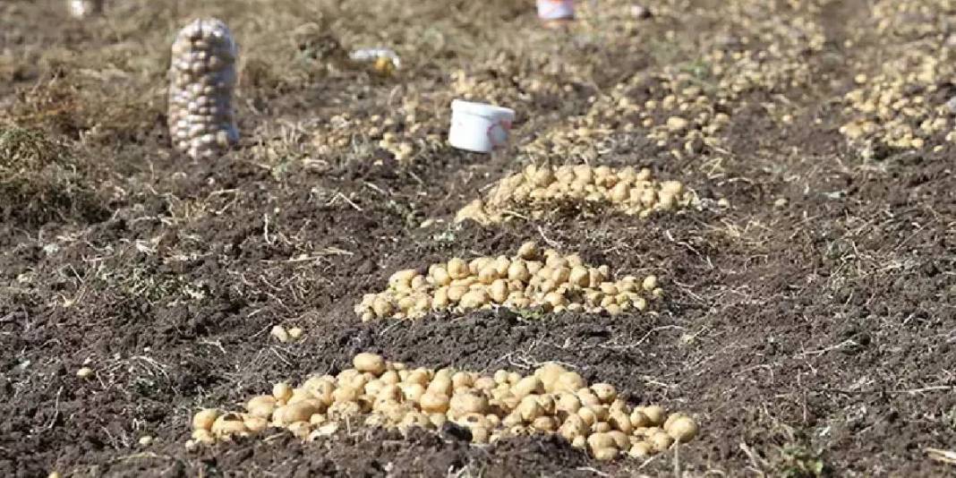 Kış erkenden geldi havalar soğudu! Toprak donmadan hasat telaşı başladı: El birliğiyle toplanıyor 4